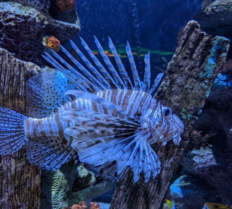 sea-life-arizona-aquarium-photo